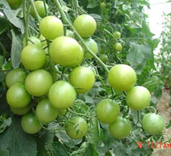 �̱�ʯ-ӣ�ҷ�������-��ŵũҵ