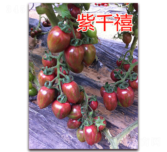 ��ǧ��-ӣ�ҷ�������-��ŵũҵ