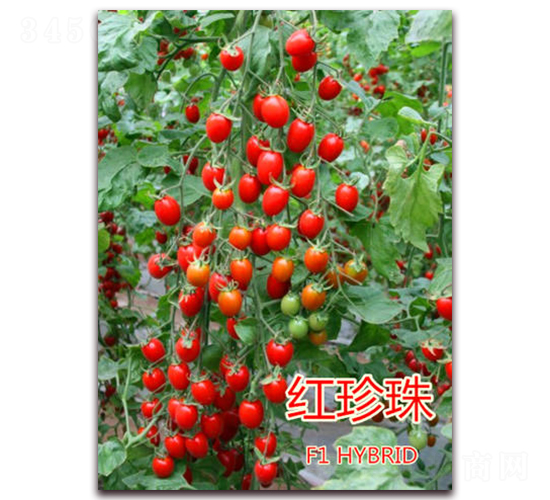 �����飨��죩-ӣ�ҷ�������-��ŵũҵ