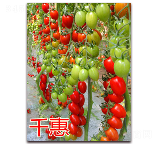 ̨��ǧ�ݣ���죩-ӣ�ҷ�������-��ŵũҵ