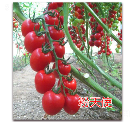 ����ʹ-ӣ�ҷ�������-��ŵũҵ