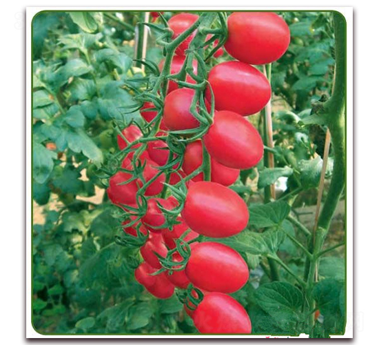 �ۼ���-ӣ�ҷ�������-��ŵũҵ