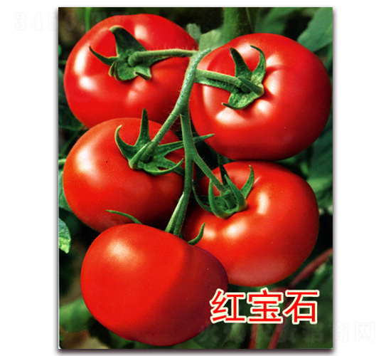 �챦ʯ-�����������-��ŵũҵ