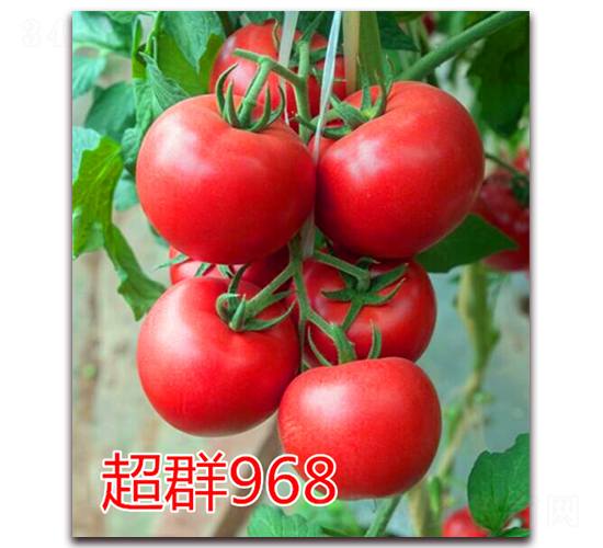 ��Ⱥ968-�۹���������-��ŵũҵ
