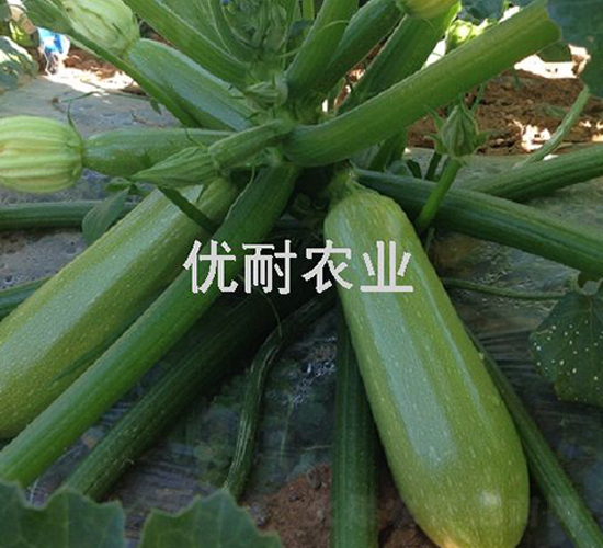 �ź�����-����«����-����ũҵ