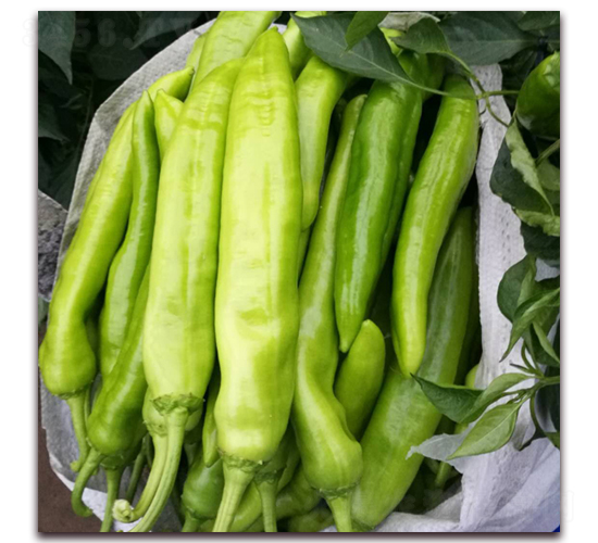 ����11-��������-�¶�ũҵ