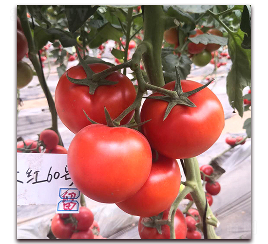 �¶���1860-��������-�¶�ũҵ