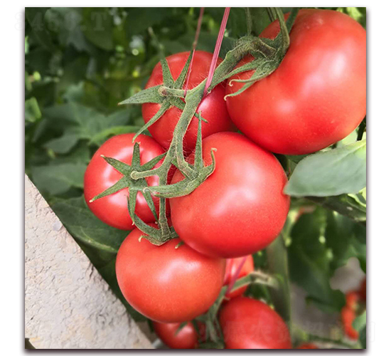 �¶�1072-��������-�¶�ũҵ