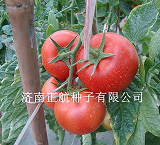 ������-����TY��췬������-����