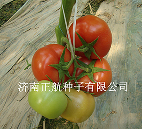 8848-����TY��췬������-����