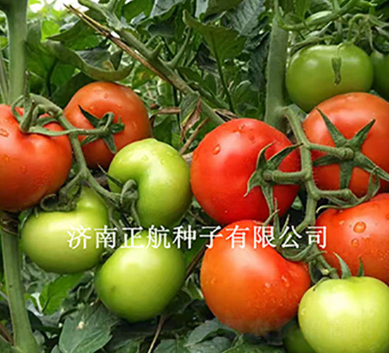 ����100-��TY��췬������-����