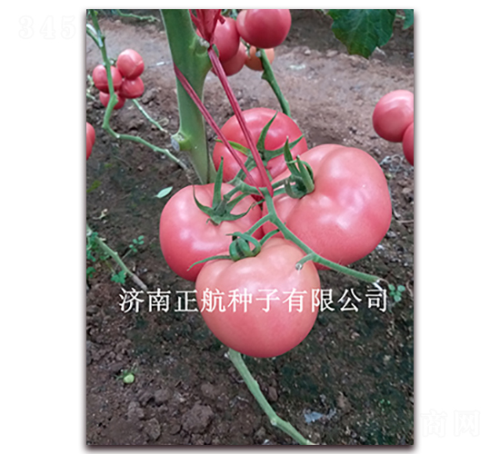 ��ϲ132-�۹���������-����
