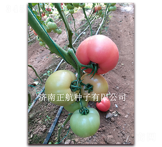 ����619-�۹���������-����
