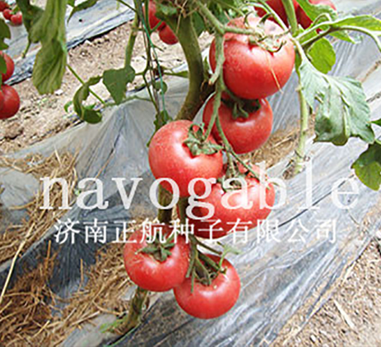 ��ϲ131-�۹���������-����