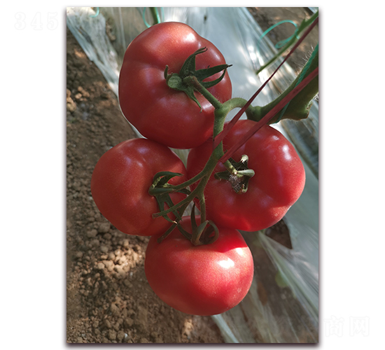 ����915-�۹���������-����