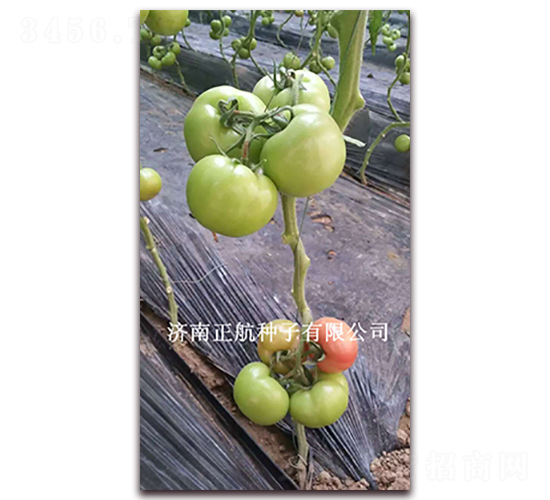 �ط�602-�۹���������-����
