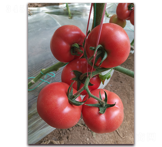 ����909-�۹���������-����