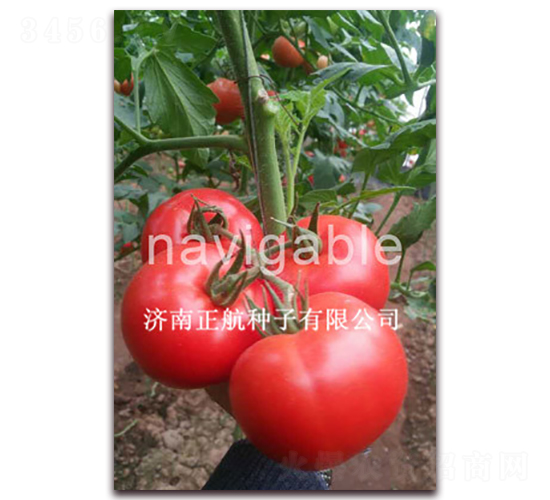Խ�ķۻ�-�۹���������-����