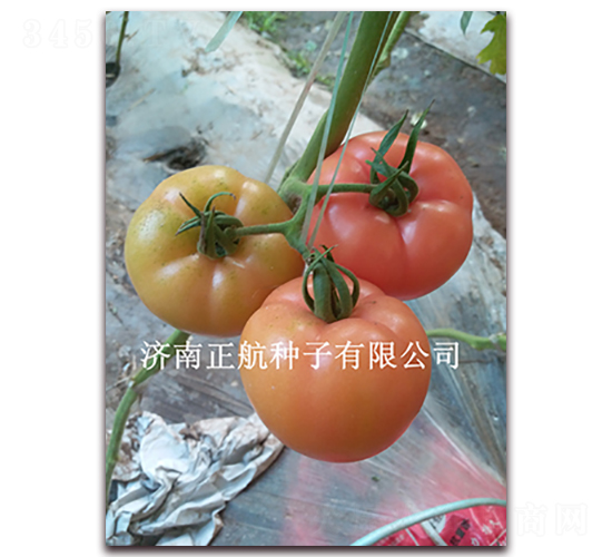 1789-�۹���������-����