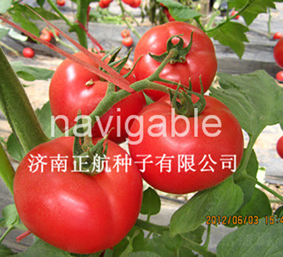 1788-�۹���������-����