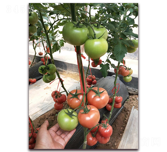 �ط�702-�۹���������-����
