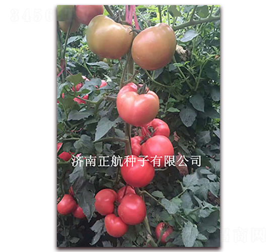 �ط�701-�۹���������-����