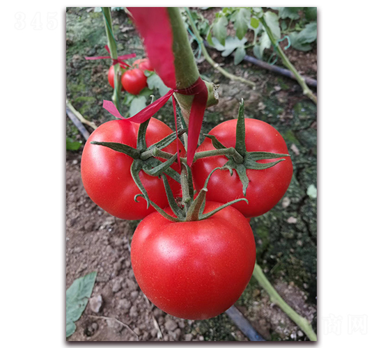 �ط�801-�۹���������-����