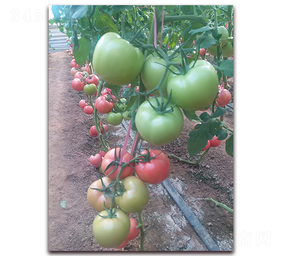 �ط�901-�۹���������-����