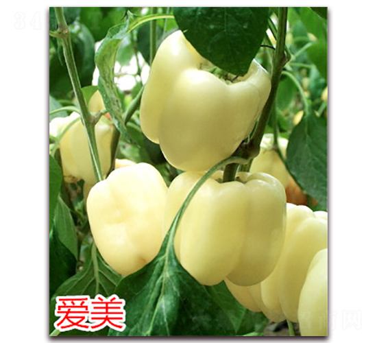 ����-��������-����ũҵ