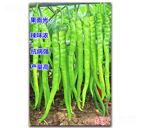һ����-��������-����ũҵ