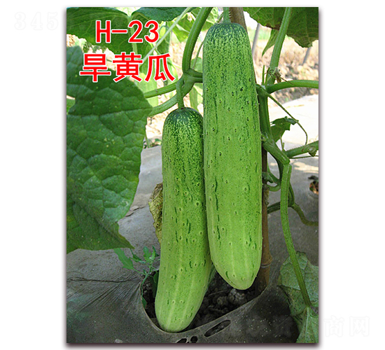 ���ƹ�H-23-�ƹ�����-����ũҵ