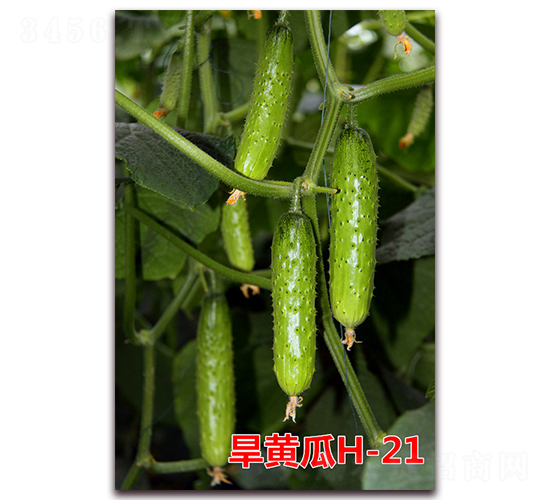 ���ƹ�H-21-�ƹ�����-����ũҵ