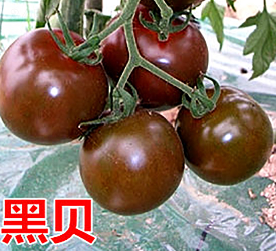 �ڱ�-ӣ��С����������-����ũҵ