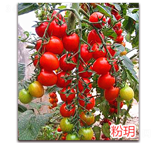 �۫h-ӣ��С����������-����ũҵ