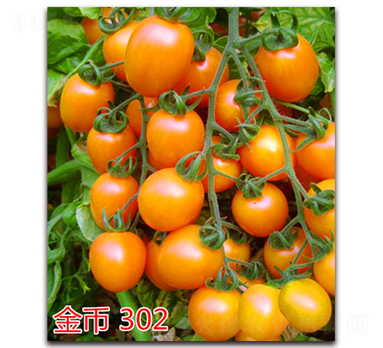 ���302-ӣ��С����������-����ũҵ