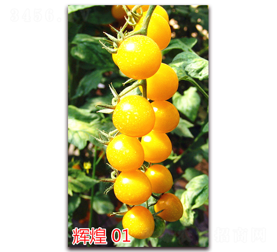 �Ի�01-ӣ��С����������-����ũҵ