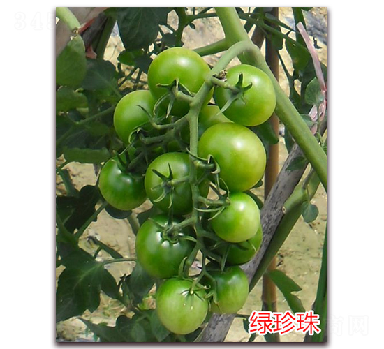 ������-ӣ��С����������-����ũҵ