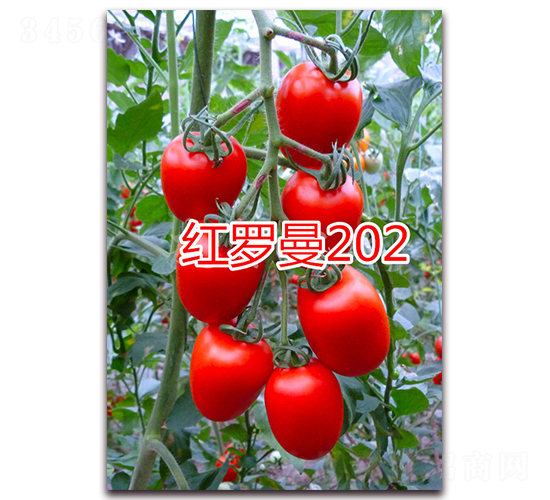 ������202-ӣ��С����������-����ũҵ