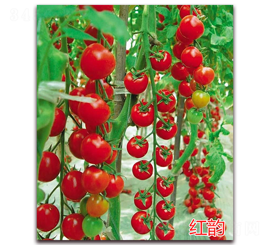 ����-ӣ��С����������-����ũҵ
