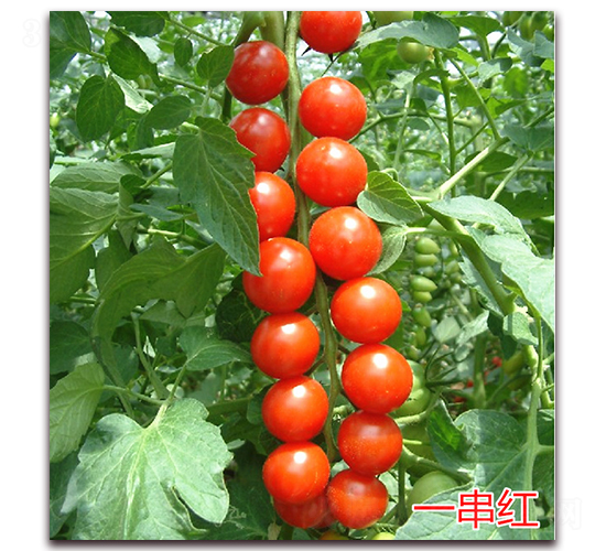 һ����-ӣ��С����������-����ũҵ