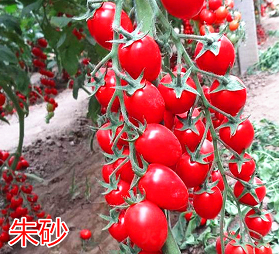 ��ɰ-ӣ��С����������-����ũҵ