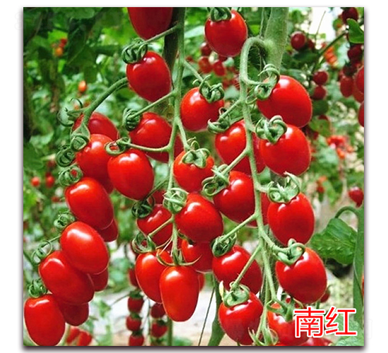 �Ϻ�-ӣ��С����������-����ũҵ