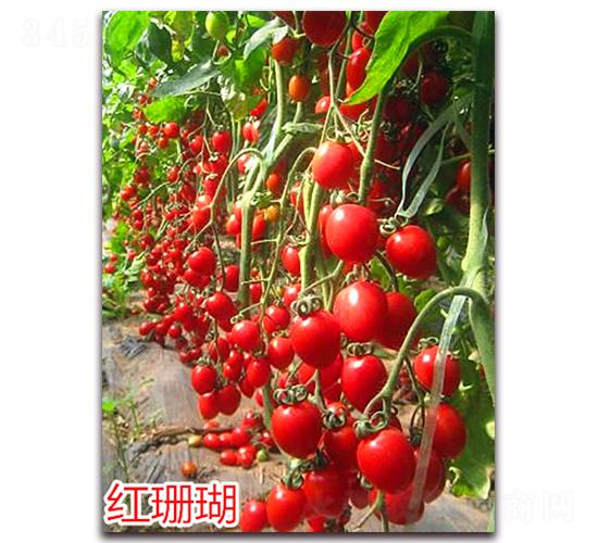 ��ɺ��-ӣ��С����������-����ũҵ