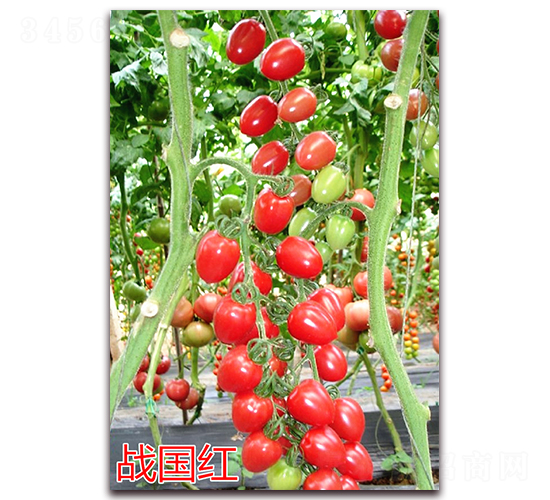 ս����-ӣ��С����������-����ũҵ
