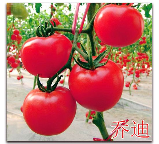 �ǵ�-�����������-����ũҵ