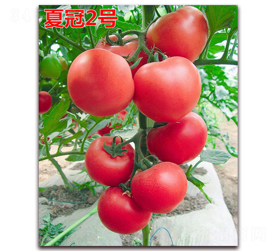 �Ĺ�2��-�۹���������-����ũҵ
