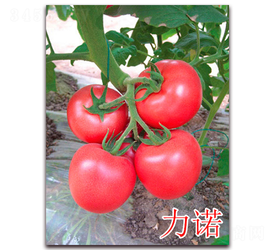 ��ŵ-�۹���������-����ũҵ