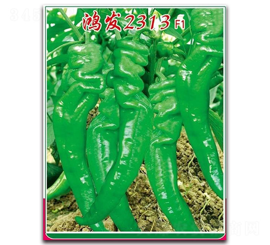 �跢2313-��������-�췢��ҵ