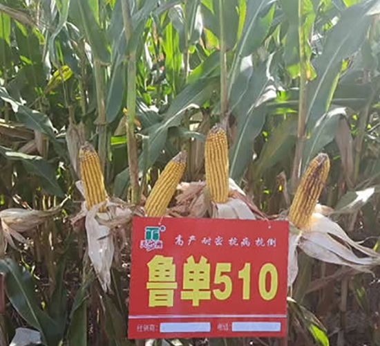³��510-��������-����