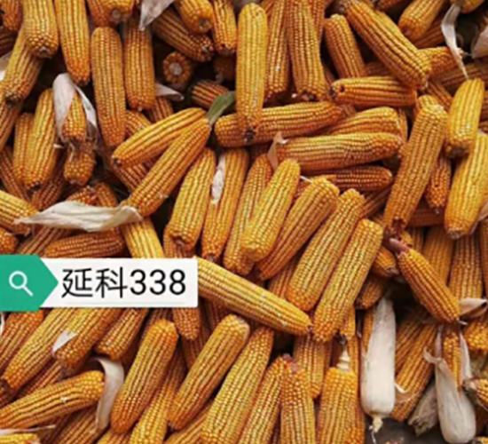 �ӿ�338-��������-����
